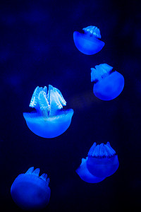 海洋生物自然生态水母摄影图配图