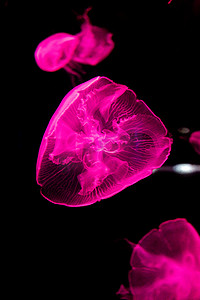 动物自然生态海洋水母摄影图配图