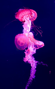 水母美丽伞型海洋动物摄影图配图
