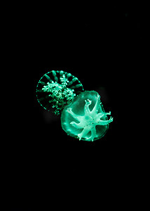 水母自然生态海洋生物摄影图配图