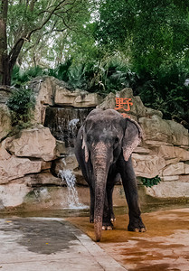 大象动物自然野生生物摄影图配图