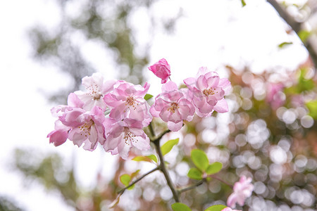 春天白天樱花粉色室外摄影图配图