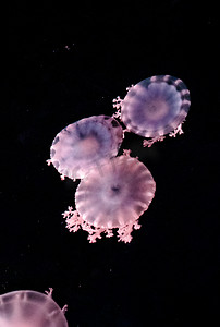 保护海洋日摄影照片_动物海洋自然生态水母摄影图配图