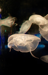 水母动物伞型生态海洋动物摄影图配图