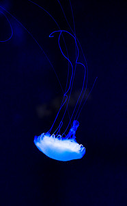 水母海洋生物自然生态摄影图配图