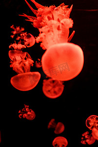 海洋生物水母伞型动物摄影图配图
