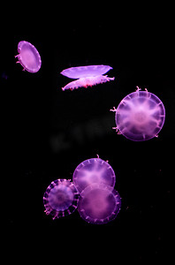 水母海洋生物美丽动物摄影图配图