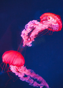 保护海洋日摄影照片_海洋生物美丽水母动物摄影图配图