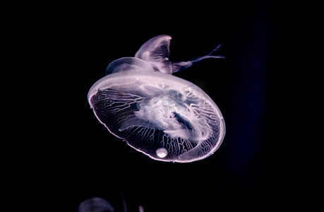 水母通透美丽海洋生物摄影图配图