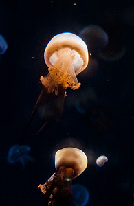 保护海洋日摄影照片_大自然生态海洋动物水母摄影图配图