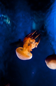 自然生态水母海洋动物摄影图配图