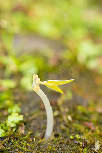 土壤风景摄影照片_发芽新生嫩芽芽自然静物景色绿色摄影图配图