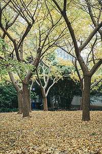 假山庭院摄影照片_树林清晨落叶公园散步摄影图配图