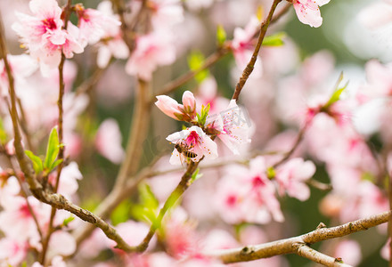 春风袭来摄影照片_自然静物春天花蕊树枝摄影图配图
