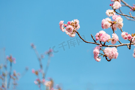 小长假插画摄影照片_樱花春分花朵生态园赏花摄影图配图