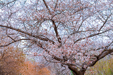 春天花卉下午樱花树户外公园樱花盛开摄影图配图