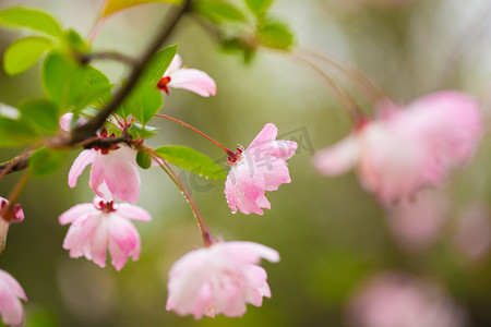 春天绿叶花摄影照片_风景花自然花瓣花蕊垂丝海棠春风摄影图配图