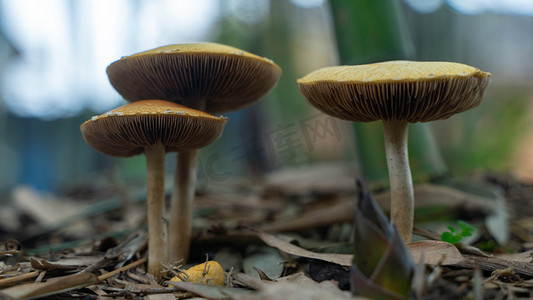 春分风景摄影照片_野生蘑菇冒出春天菌类乡村竹园生长摄影图配图