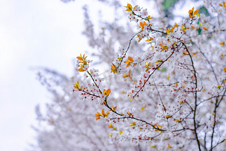 春天花卉下午樱花户外公园樱花盛开摄影图配图