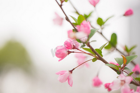 玫瑰花瓣雨摄影照片_绿叶春风美花春天自然风景垂丝海棠摄影图配图