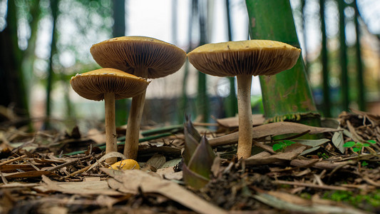 线稿蘑菇摄影照片_野生菇类发芽春天三月蘑菇山林生长冒出地面摄影图配图