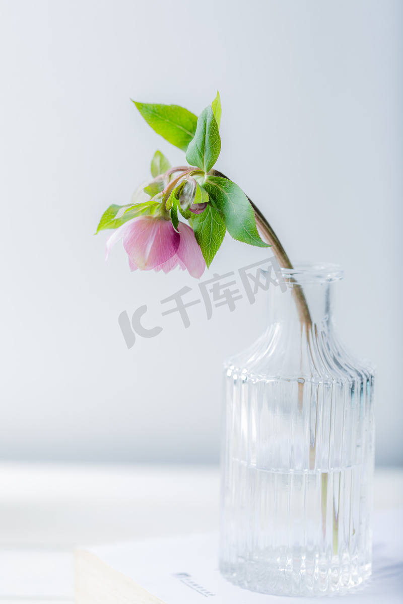 静物白天玻璃瓶中粉色玫瑰花室内桌面文艺摄影图配图高清摄影大图 千库网