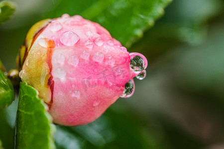 花骨朵茶花摄影照片_自然风景春天茶花花苞室外雨滴挂在花上摄影图配图