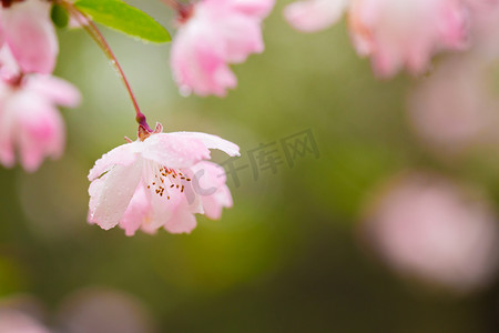 春风袭来摄影照片_绿色静物风景色彩树枝垂丝海棠春风美摄影图配图