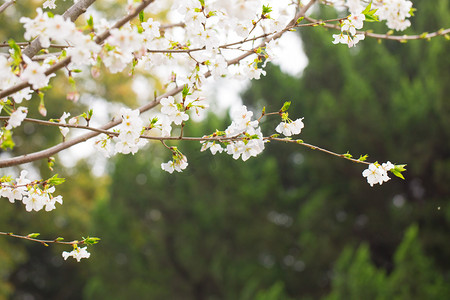 春风袭来摄影照片_花蕊花瓣春天自然绿色静物景色风景花摄影图配图