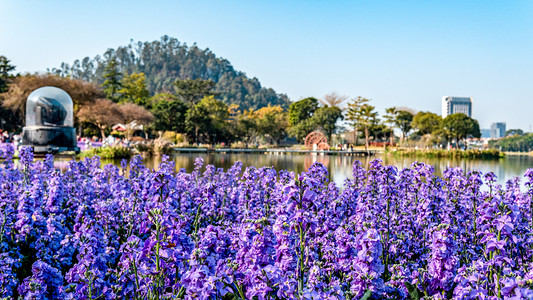 紫风铃花春天花朵公园赏花摄影图配图