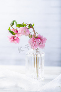 一枝玫瑰玫瑰摄影照片_静物白天玻璃瓶里粉色圣诞玫瑰花铁筷子室内桌上文艺摄影图配图