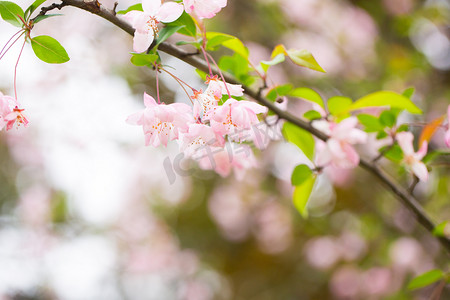 春风250摄影照片_垂丝海棠绿色静物花蕊色彩自然花摄影图配图