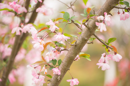 春风美花瓣花蕊静物景色垂丝海棠树枝摄影图配图