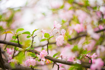 春天景色摄影照片_叶子绿叶绿色垂丝海棠花瓣花蕊自然摄影图配图