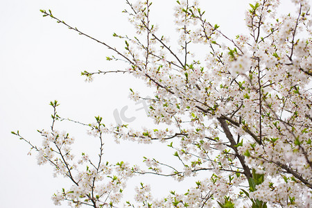 绿色花春天自然静物景色风景花瓣花蕊摄影图配图