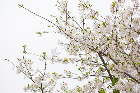 玫瑰花瓣雨摄影照片_绿色花春天自然静物景色风景花瓣花蕊摄影图配图