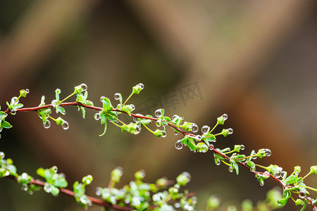 上新植物摄影照片_春天春分自然风景春天雨水枝条花园水滴凝结在叶子上摄影图配图