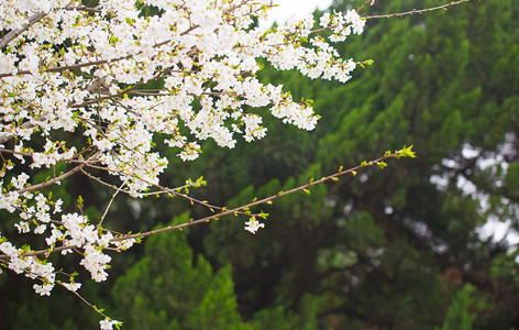 春天绿叶摄影照片_自然绿色花瓣梨花静物景色风景花春天摄影图配图