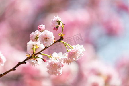 樱花背景图摄影照片_重瓣樱花春天花公园赏花摄影图配图