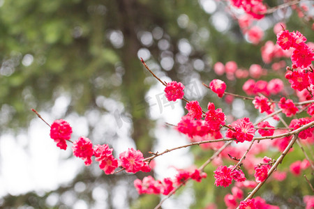 春风袭来摄影照片_花春天树枝叶子绿色桃花风景摄影图配图