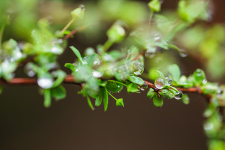 自然风景春天雨水枝条室外雨滴挂在枝条叶片上摄影图配图