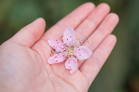 春天春分手心海棠花花瓣花蕊春天摄影图配图