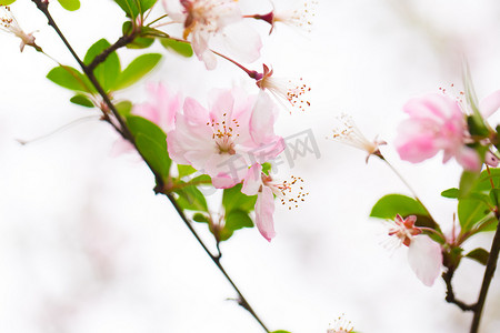春天景色摄影照片_色彩树枝垂丝海棠花春天绿色静物美摄影图配图
