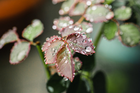 自然风景春天春季雨水叶子雨滴室外水滴挂在叶片上摄影图配图