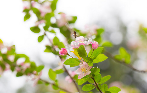 垂丝海棠花蕊色彩景色绿色静物自然摄影图配图