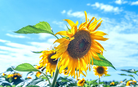 葵花特写上午葵花夏季素材摄影图配图