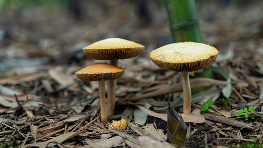 蘑菇长出春天野生菌类竹园发芽摄影图配图