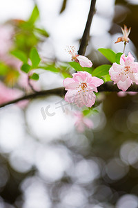 春风袭来摄影照片_垂丝海棠花春天自然绿色树枝春风摄影图配图