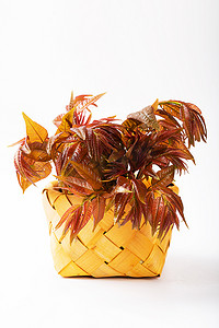 新鲜野菜香椿椿天美食摄影图配图