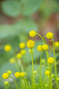 黄色花卉摄影照片_黄金球盆栽早晨黄金球天台静物摄影图配图